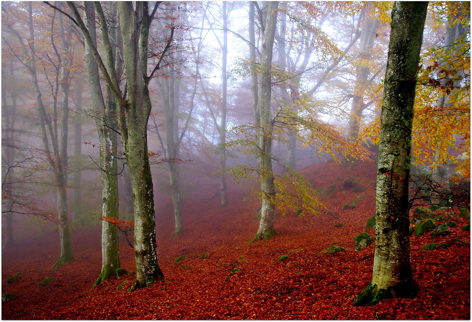 sollys, træer, landskab, Skov, Skotland, afdeling, morgen, gran, gå, træ, efterår, blad, plante, sæson, skov, lund, dundee, ericrobbniven, Dunkeld, beechtrees, pentaxkx, levested, naturligt miljø, atmosfærisk fænomen, vedplante, økosystem, tempererede nåleskove, biom, tempereret løvfældende skov, løvfældende