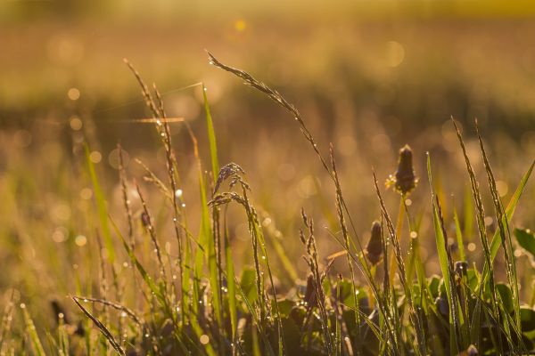 sunlight,nature,grass,field,sunrise,green