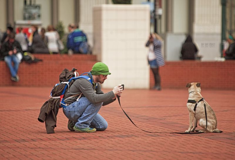 pattedyr, hvirveldyr, hund, hund som pattedyr, Spille, rekreation