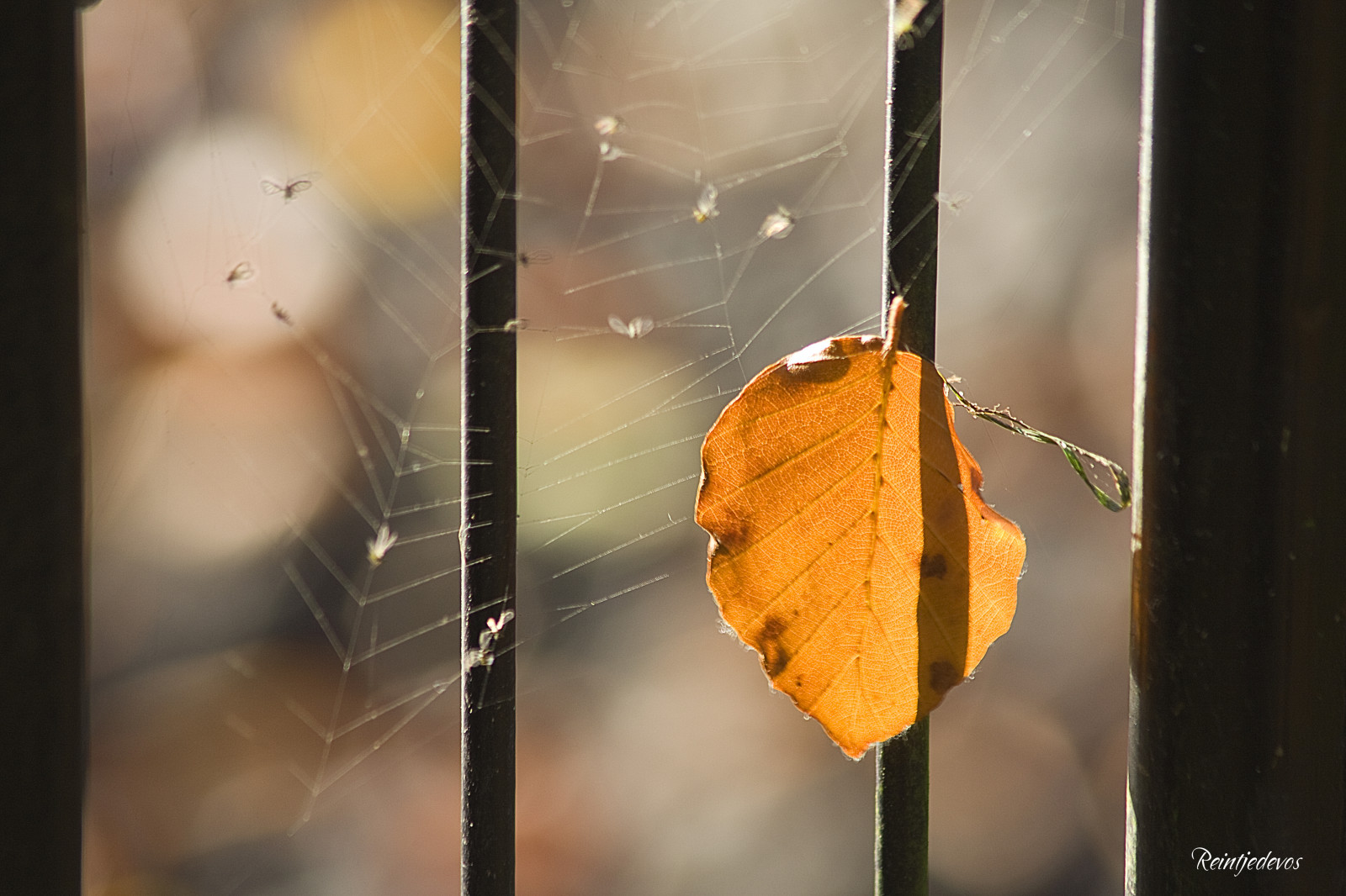 podzim, žlutý, Saturn, podzim, list, mygearandme, blad, mygearandmepremium, mygearandmebronze, mygearandmesilver, mygearandmegold, abigfave, mygearandmeplatinum, mygearandmediamond, tistheseason, goldstaraward, cvaknutí, Herfst, reintjedevos, visionaryartsgallery, makro fotografie, photographyforrecreationlevel1, zanechat, opustit, naturescarousel, pictureslovers, 14karatgold, yourpreferredpictures, poppyawards, betterthangoodlevel2, photographyforrecreationlevel2, photographyforrecreationlevel3, Goldstarawardlevel2, Photographyforrecreationlevel4, Ilikethenatureplatinum, Betterthangoodlevel1, Goldstarawardlevel3, Jeeeweeeybqce, Whaticallart, Goldstarawardlevel4, Pegasusawardlv1, Tdflickr, Td24k