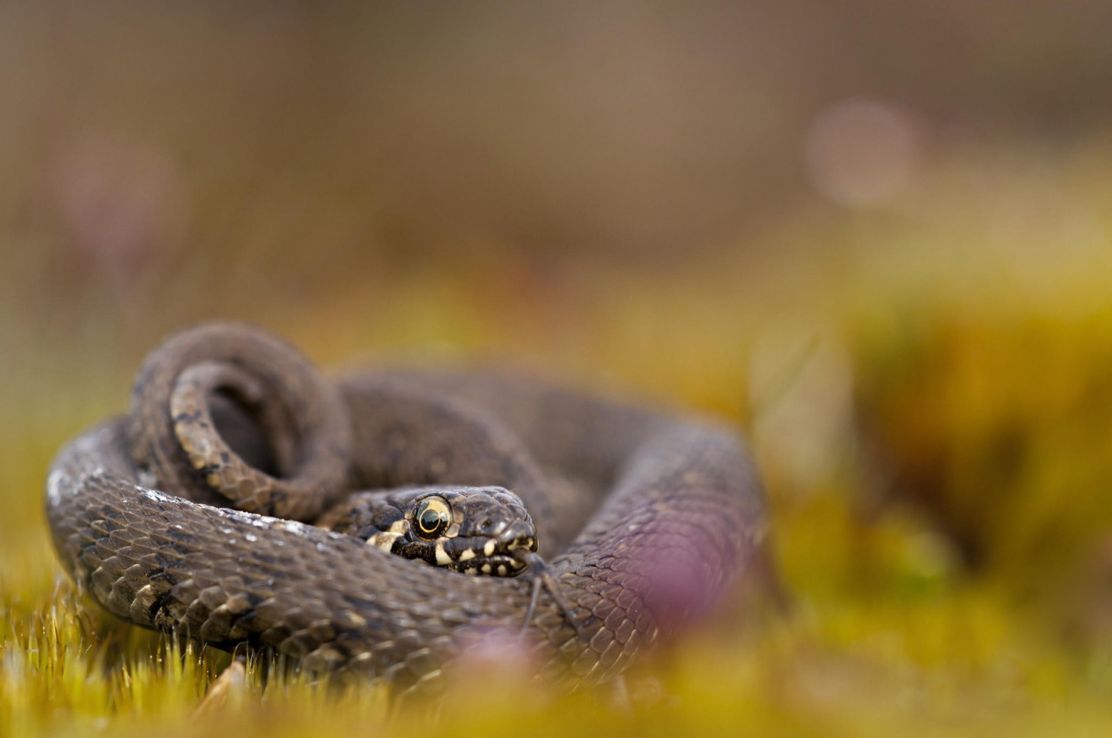 dybdeskarphed, natur, græs, fotografering, makro, slange, dyreliv, bokeh, krybdyr, VIPER, mamba, hvile, slange, klapperslange, krybdyr, fauna, 2048x1360 px, tæt på, makrofotografering, skaleret krybdyr, snude, organisme, Elapidae, Colubridae, terrestrial animal