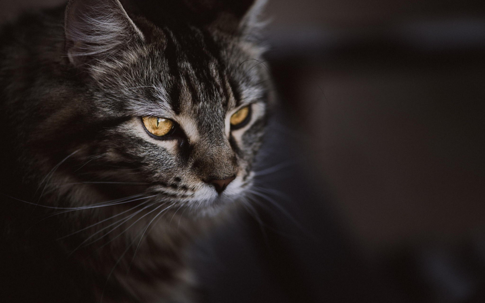 Černá, kočka, zvěř, černobílý, hloubka pole, kníry, Černá kočka, savec, 1920x1200 px, Černý a bílý, obratlovců, zblízka, kočka jako savci, malé až středně velké kočky, carnivoran, domácí krátké vlasy kočka