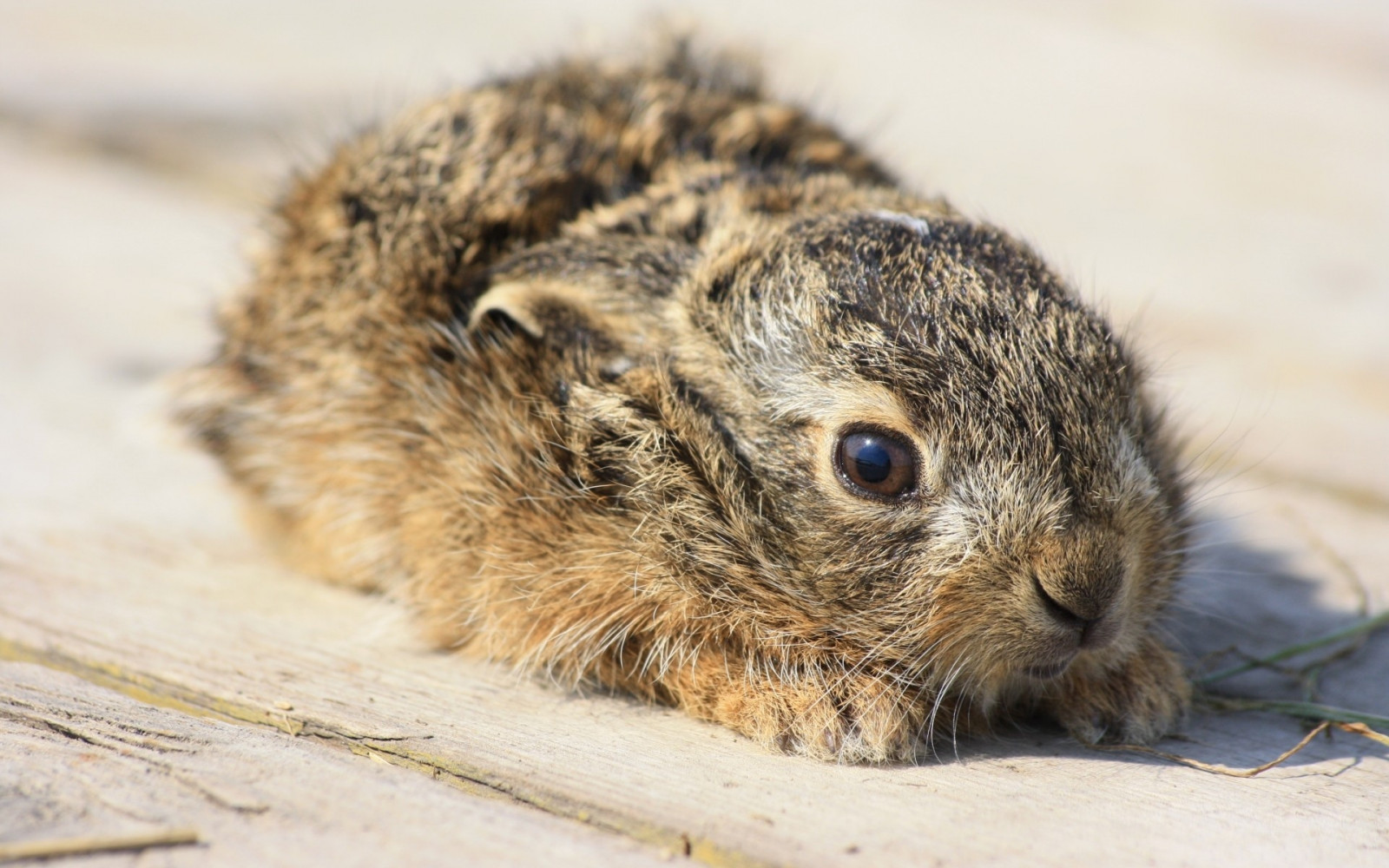 デスクトップ壁紙 : 野生動物, 赤ちゃん, ウィスカー, 耳, 齧歯類, 動物相, 哺乳類, 恐れ, 恐怖, 脊椎動物, 閉じる, ウサギ ...