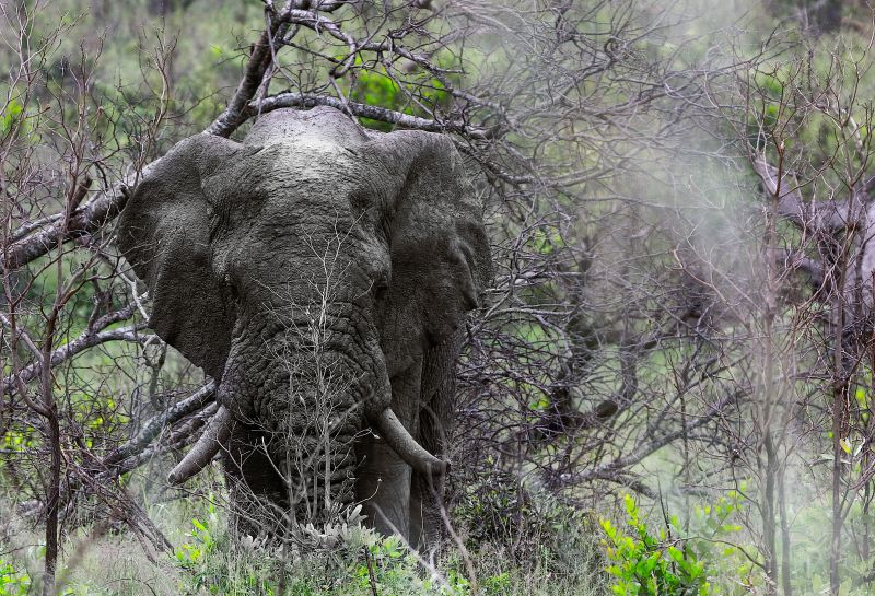 Elefant, Krugerpark Elefant, Krugerpark