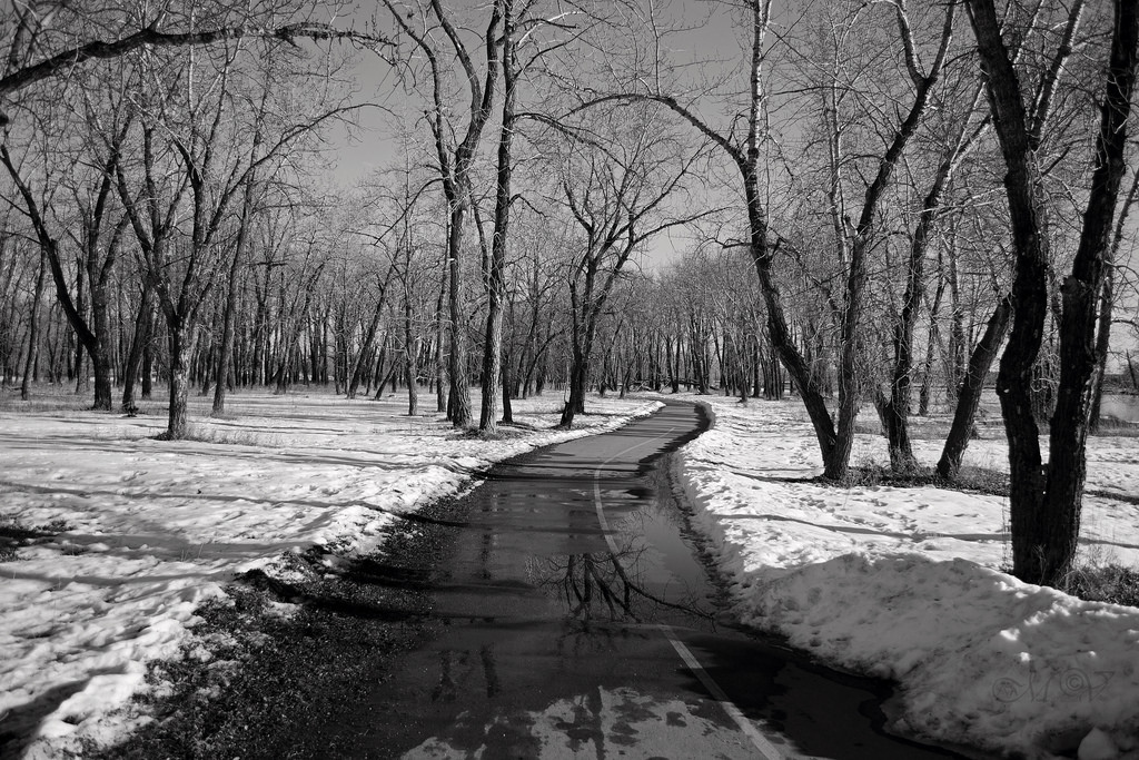 krajina, les, černobílý, Příroda, sníh, zima, větev, ráno, mráz, Kanada, Nikon, Slunný, zmrazení, Calgary, strom, počasí, rostlina, sezóna, tělesné, odrazy, zálesí, ab, mariana, atmosférický jev, Černý a bílý, monochromatické fotografování, dřevina, zimní přestávka, fishcreek