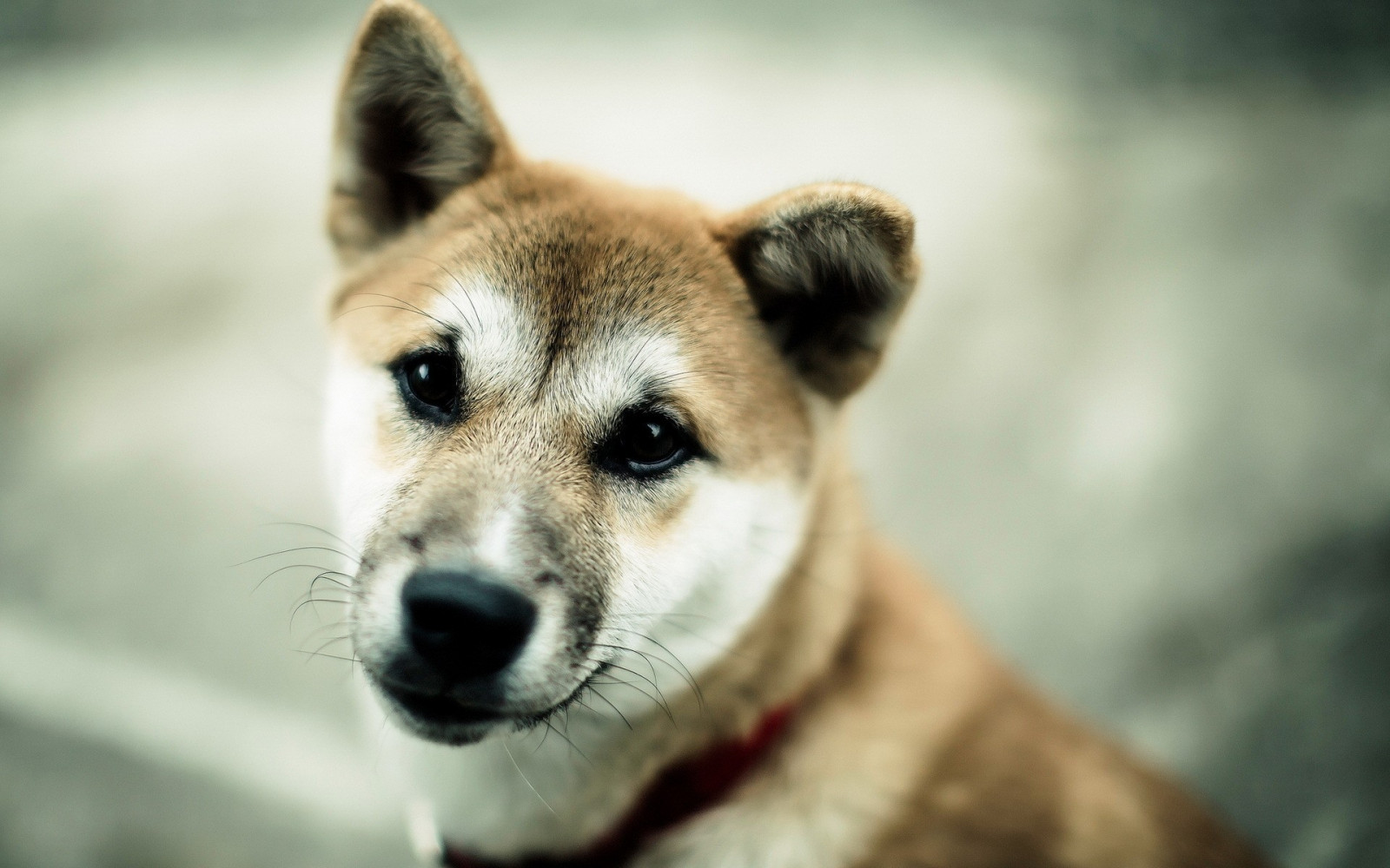 Pes, Volně žijících živočichů, Rozmazané, vlk, Shiba Inu, Akita, Pozadí, štěně, fauna, savec, obratlovců, zblízka, vlčák, Saarloosův vlčák, pes jako savec, psí plemeno skupina, grónský pes, psí plemeno, Československý vlčák, Šikoku, čenich, akita inu, pouliční pes, australský pes, Korejský Jindo pes