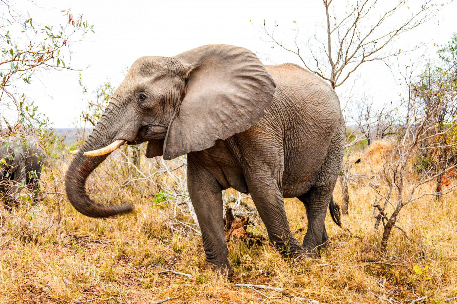 grass, wildlife, elephant, walk, Safari, adventure, fauna, mammal, vertebrate, trunk, savanna, elephants and mammoths, indian elephant, african elephant