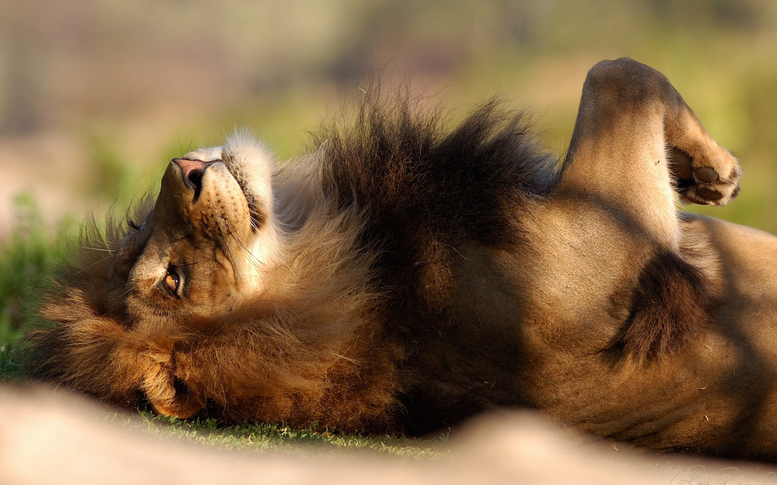 Sfondi : Leone, predatore, grande gatto, dire bugie 1920x1200 ...