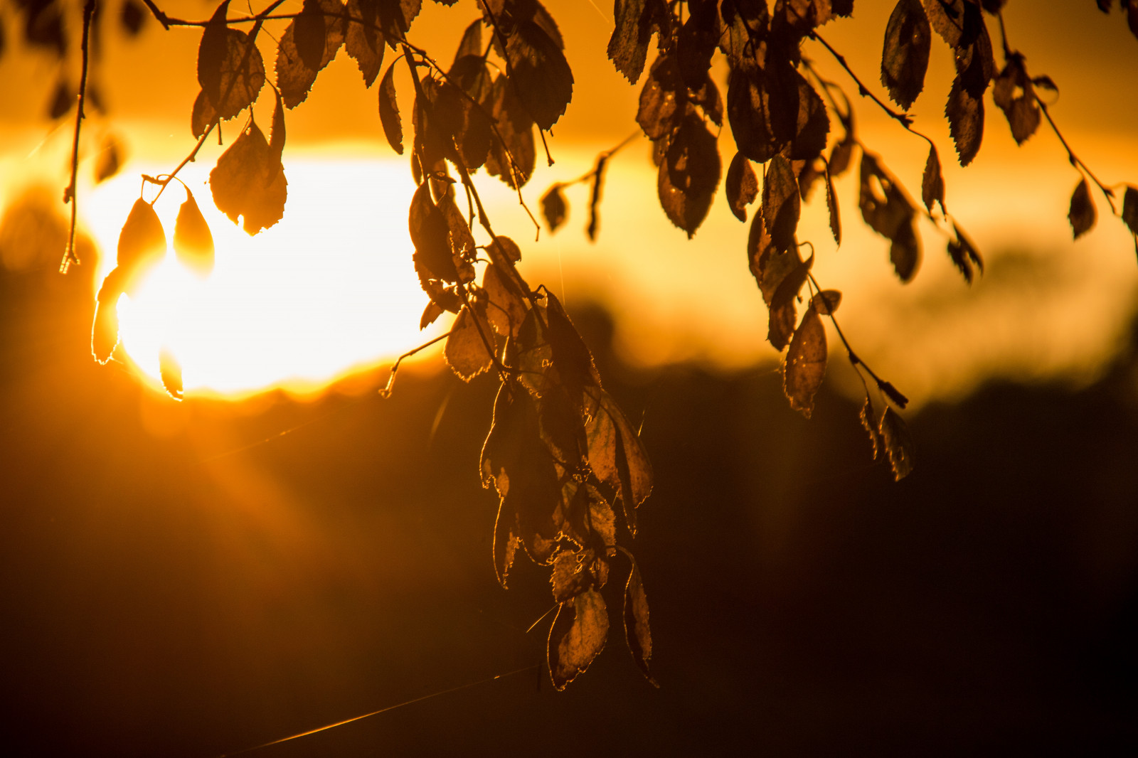 luce del sole, tramonto, notte, natura, riflessione, ramo, Alba, giallo, sera, mattina, Sole, leggero, albero, autunno, foglia, fiore, pianta, ora d'oro, solljus, l v, modello canoneos760d exif, geocountry, Marca fotocamera Canon, Geocity, modello di fotocamera canoneos760d, geostate, geolocalizzazione, Lente exif efs18200mmf3556is, apertura exif 56, exif focalLength 200 millimetri, exif fare canon, exif ISOSPEED 160, oscurità, gyllenetimmen, fotografia macro