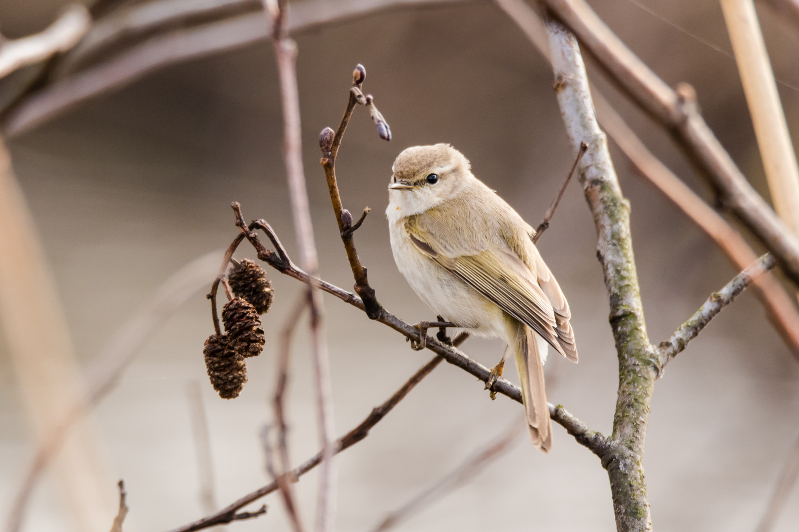 Wallpaper : alnus, aves, cardiffbay, phylloscopus ...