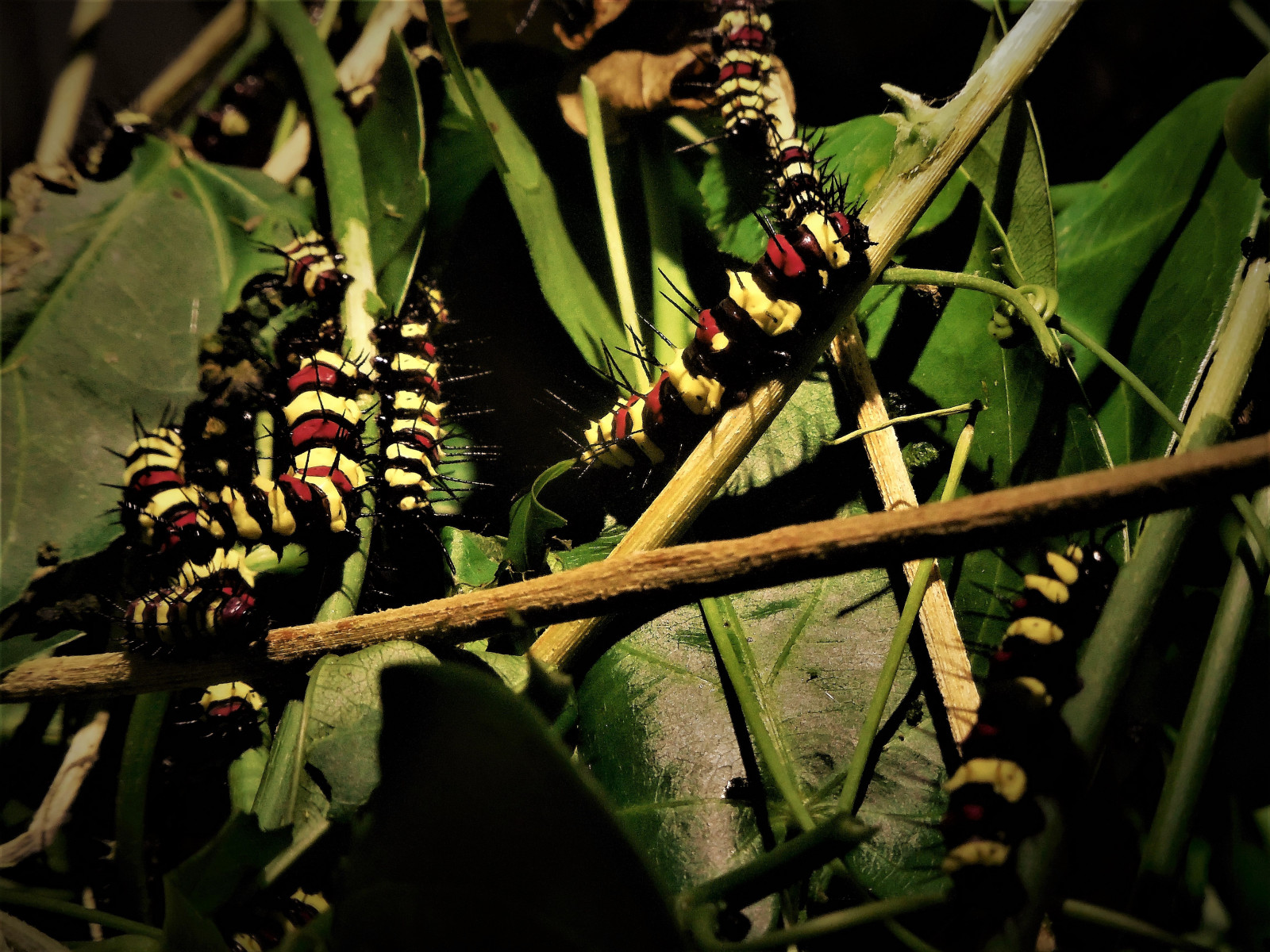 listy, Asie, hmyz, uvnitř, ostrov, Malajsie, housenky, svatyně, list, rostlina, flóra, krmení, penang, larva, Jihovýchodní Asie, závod stonek, telukbahang, entopia, butterflyfarm, artificiallighting