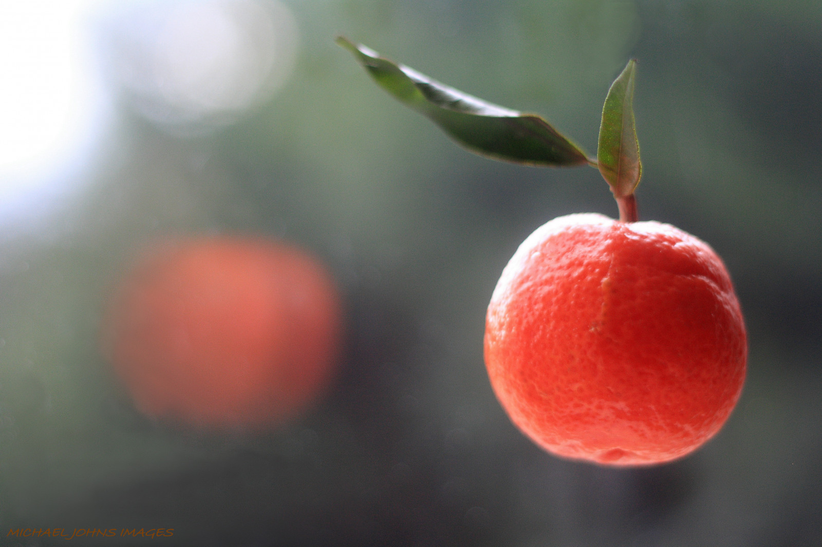 le foglie, cibo, natura, riflessione, frutta, macchina fotografica, volante, Canone, arancia, bokeh, bagliore, Mistero, ARTE, leggero, Mela, flickr, splendore, vista, Esplorare, bacca, bellezza, blinkagain, ciliegia, riflessi, colore, riflettere, energia, interessante, classico, fotografie, Immagine, ispirazione, brillare, incontrare, sfondo del computer, produrre, avvicinamento, fotografia macro, galleggiante, still life, partire, osservare, intrigo, Satsuma, acerola family