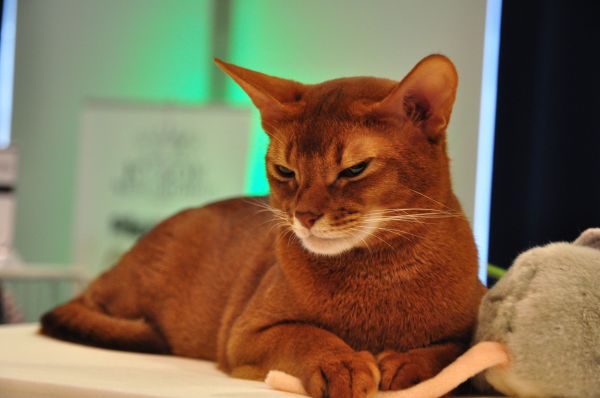 color,somali cat,face,lie,beautiful