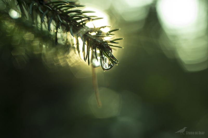 woda, wegetacja, liść, Fotografia makro, ścieśniać, flora woda, wegetacja, liść, Fotografia makro, ścieśniać, flora