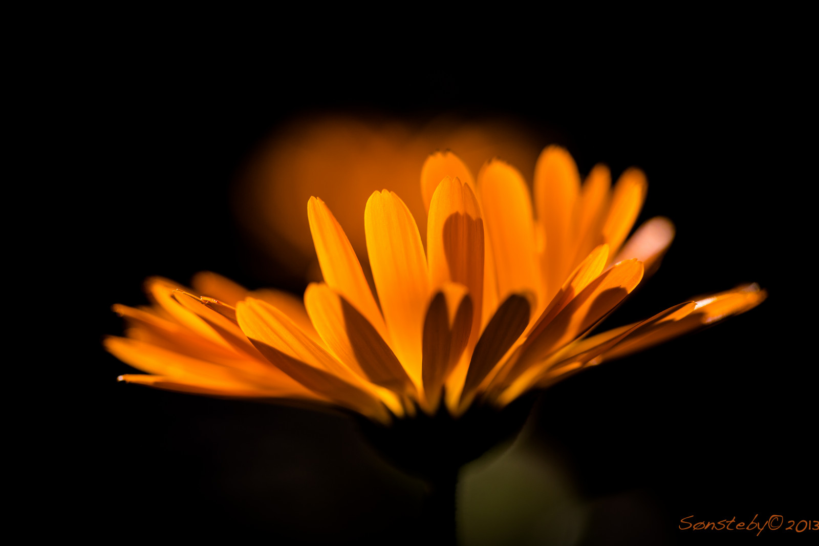 Blume, Gelb, Makrofotografie, Nahansicht, Licht, Blütenblatt, Flora, Dunkelheit, Computer-Tapete, Gänseblümchenfamilie, Stillleben Fotografie, Sonnenlicht, Pflanzenstamm, Pollen, Pflanze