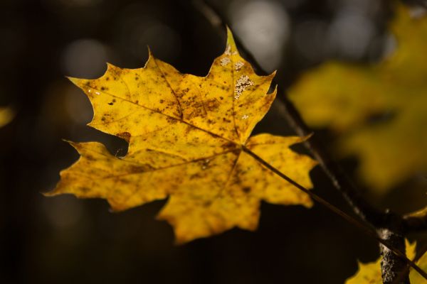 nature,branch,sunlight,yellow,tree,autumn