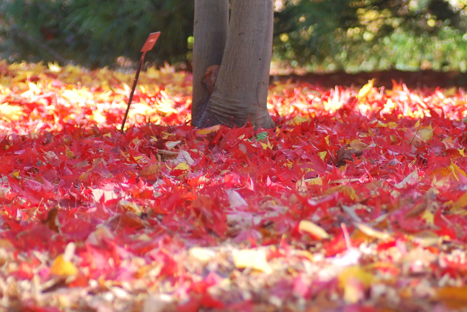 podzim, Červené, slunečnímu záření, Příroda, listy, Sluneční svit, Vancouver, list, javor, Nikon, bokeh, Tamron, tamron90mm, vandusenbotanicalgarden, nikond60
