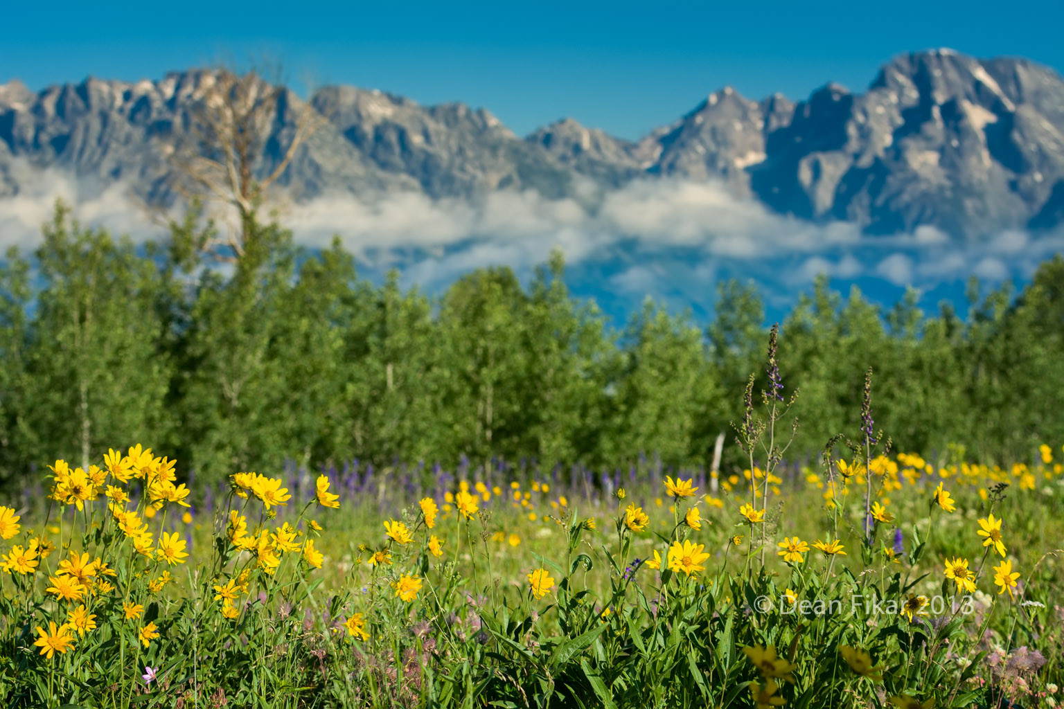 divoká rostlina, divočina, ekosystém, vegetace, květ, louka, přírodní rezervace, lučina, mount scenérie, hora, nebe, prérie, pole, národní park, jaro, tráva, křoviny, krajina, biome, ekoregion, pohoří, plant community, tundra, rostlina, strom