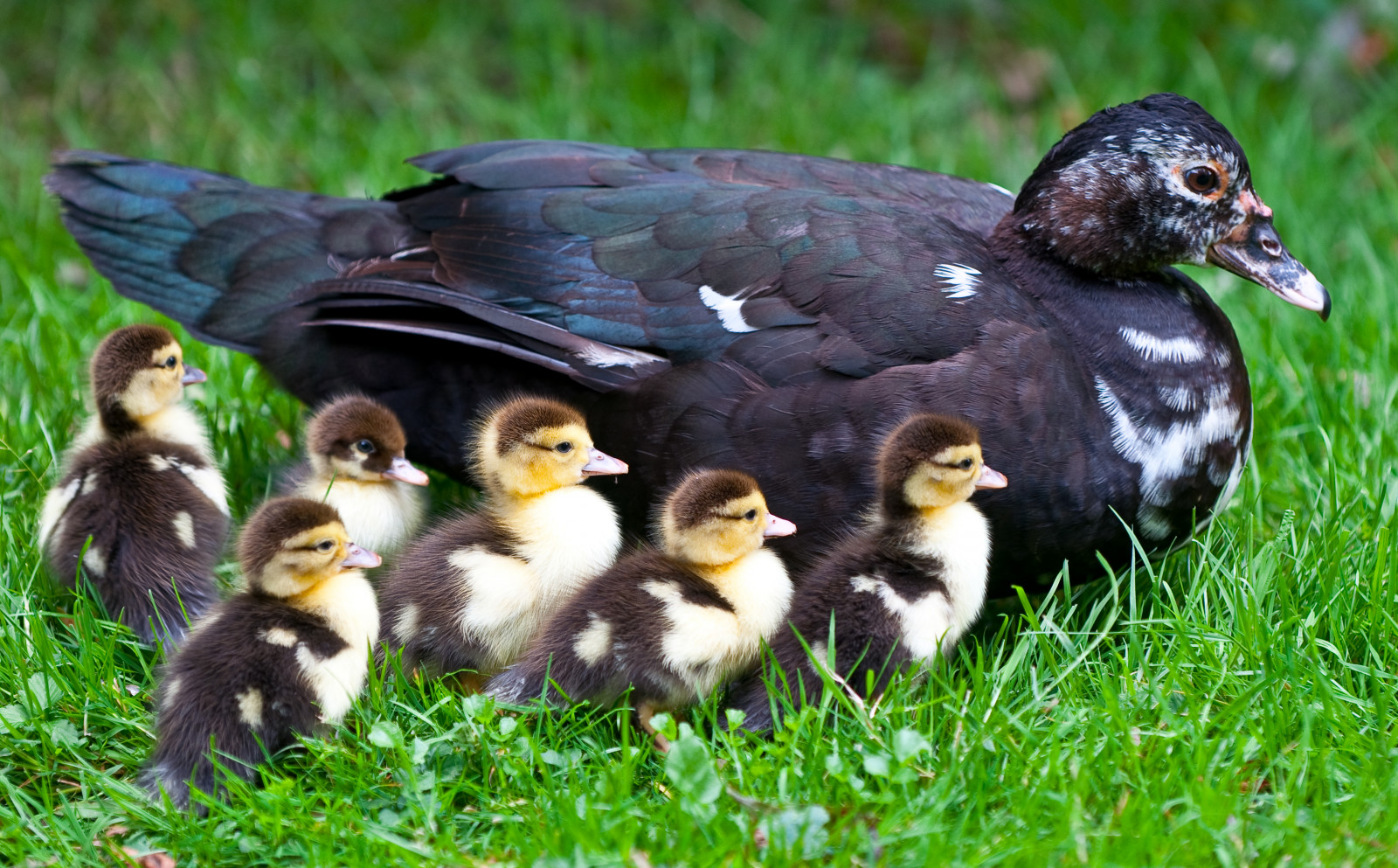 most, Nizozemí, zvíře, kachna, Neděle, slepice, ferdi, thehague, zuidholland, muscovyduck, babyduck, cairinamoschata, Muskuseend, Mamaduck, Babymuscovyduky, ferdisworld