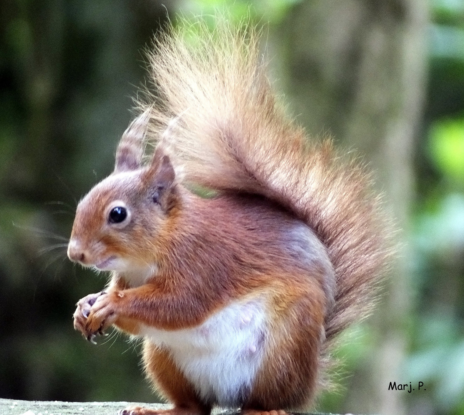 hale, natur, rød, egern, nødder, England, dyreliv, whiskers, pattedyr, gnaver, Cumbria, jordegern, fuji, fauna, pattedyr, sø område, naturephotography, ræv egern, snude, organisme, bushytail, naturephotos, englishnature, pointedears, redsquirrel, hoarder, fujicamera, fujifilmhs50, terrestrial animal