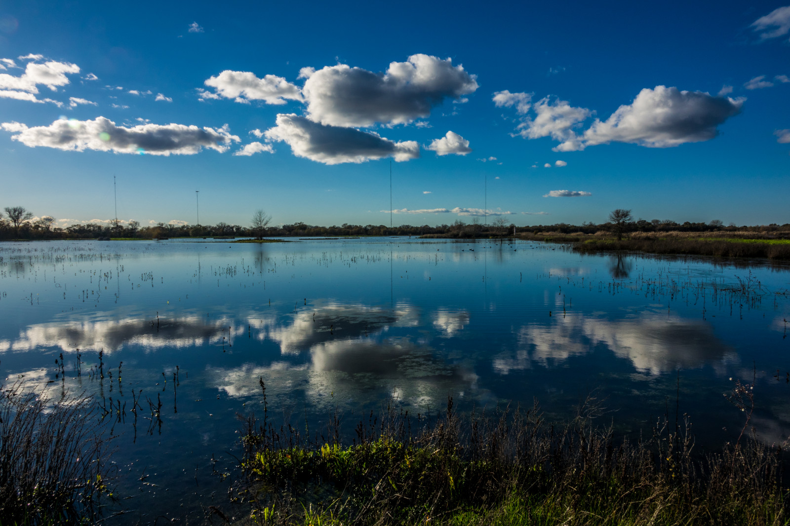 ca, Kalifornie, mokřadní, elkgrove, centralcaliforniavalley, odpoledne, aquaticbird, venkovní, cosumnesriverpreserve, vodní ptáci, park, Galt, Spojené státy, nás