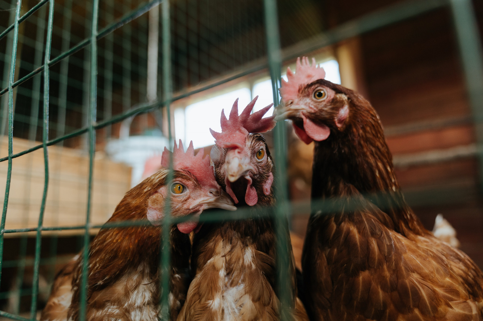 Wallpaper : chickens, Chicken, cages 3500x2333 - AliceChe - 1927551