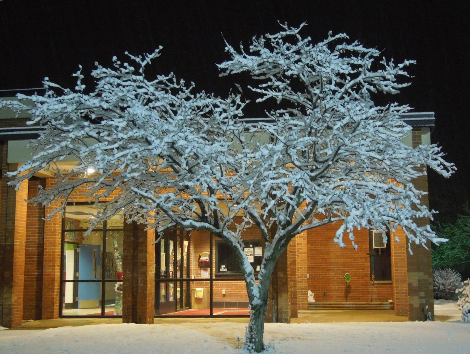 Příroda, sníh, zima, větev, mráz, škola, listopad, 2013, Ohio, chumelenice, strom, květ, počasí, rostlina, krása, sezóna, noc, portagecountyohio, brimfieldohio, dřevina, vánoční dekorace, lightedentrance, falconacademy, fieldlocalschooldistrict