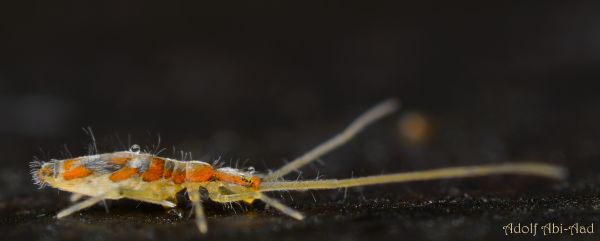orange,macro,closeup,bug,black,blackbackground