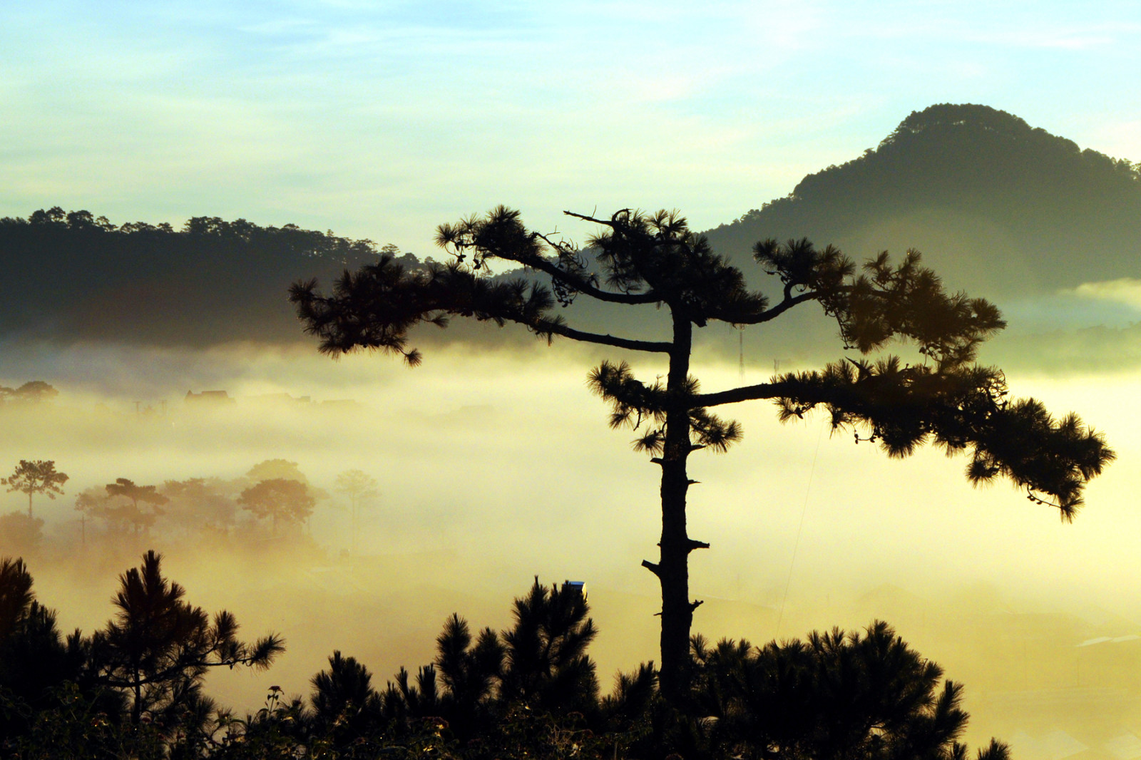 nebe, strom, dřevina, mrak, ráno, svítání, atmosféra, svítání, večer, borovice rodina, rostlina, slunečnímu záření, silueta, krajina, jehličnatý strom, meteorologický jev, les, kopec, borovice, počítač tapeta, soumrak