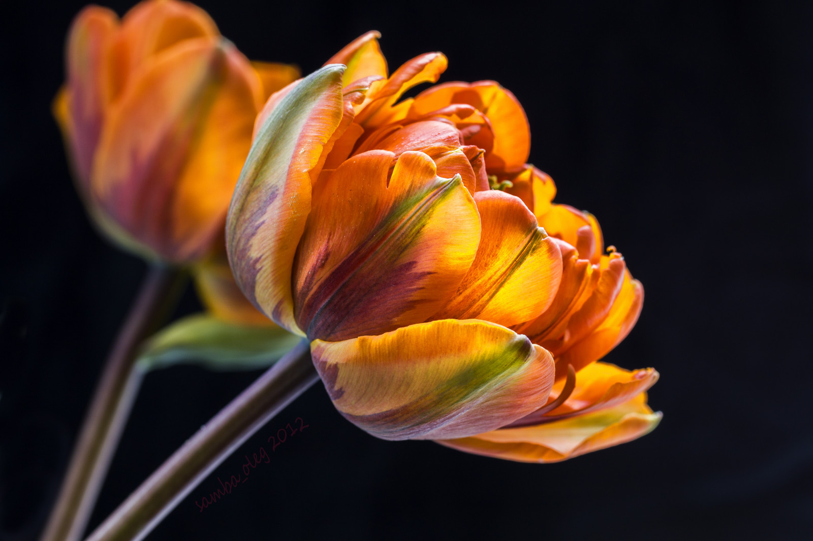 žlutý, oranžový, pyl, květ, jaro, květ, rostlina, tulipán, flóra, pupen, okvětní lístek, vigilantphotographersunite, vpu2, vpu3, vpu4, vpu5, vpu6, vpu7, rememberthatmomentlevel1, rememberthatmomentlevel2, rememberthatmomentlevel4, rememberthatmomentlevel3, vpu8, vpu9, vpu10, blume, rememberthatmomentlevel9, rememberthatmomentlevel5, rememberthatmomentlevel6, bl te, počítač tapeta, kvetoucí rostlina, zblízka, makro fotografie, závod stonek, zátiší fotografování, lilie rodina, rememberthatmomentlevel7, rememberthatmomentlevel8, vpu1, Tulpe, sambaoleg