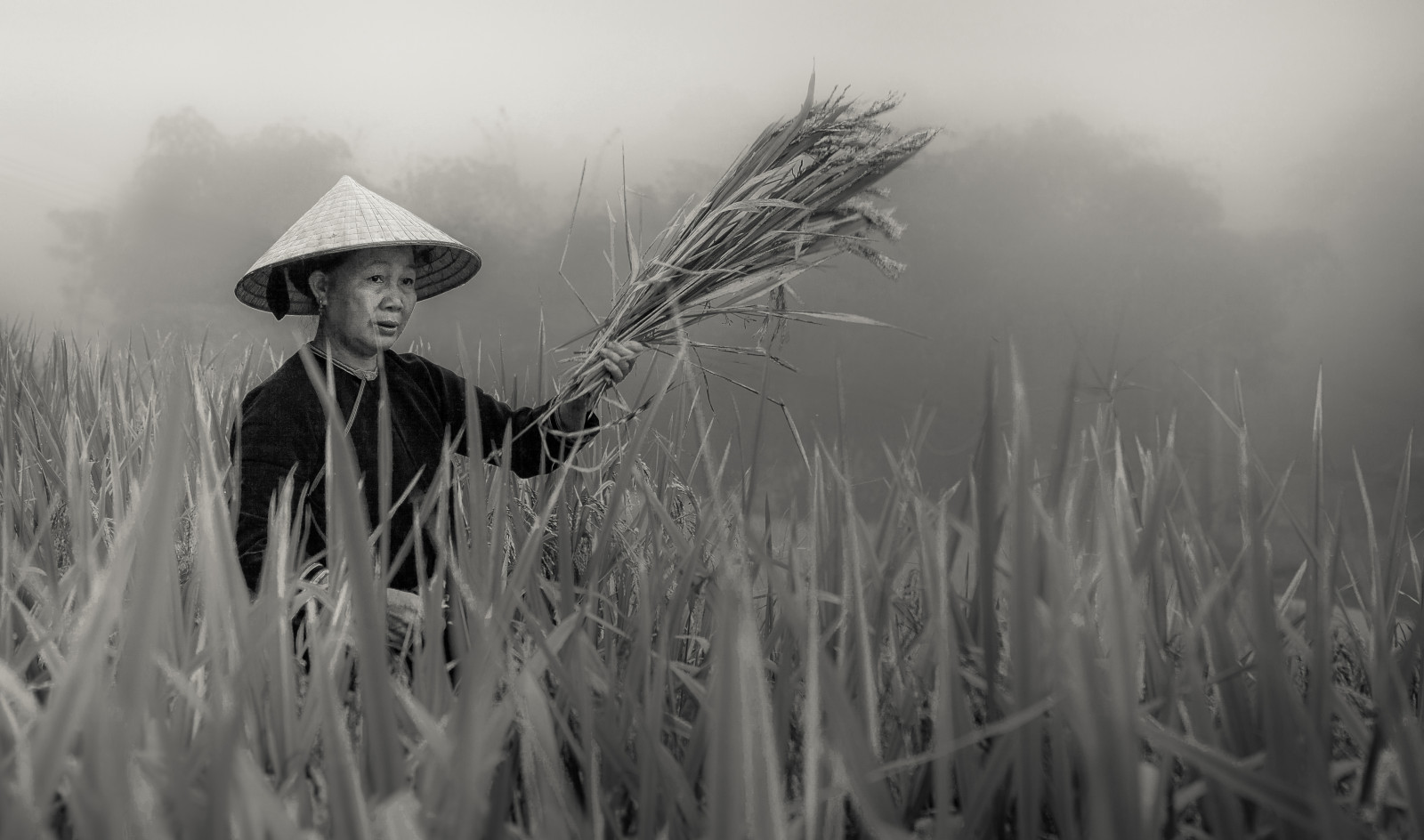 lidé, černobílý, Asie, tráva, asijský, sníh, zima, mlha, vítr, Vietnam, rýže, Černý a bílý, mlha, sklizeň, počasí, sezóna, tělesné, dáma, zemědělství, etnický, Jihovýchodní Asie, atmosférický jev, Černý a bílý, monochromatické fotografování, tráva rodina, Patrik, rýžové pole, dao, yao, hagiang, reddao