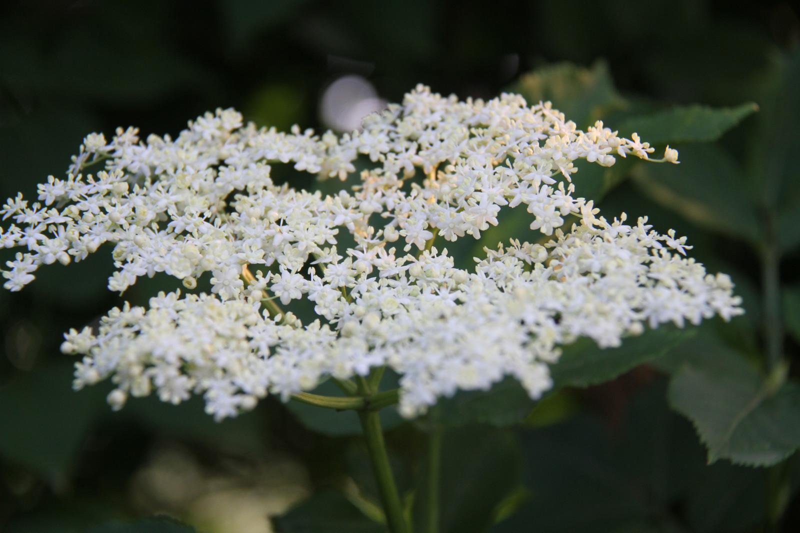 Příroda, květ, bylina, květ, rostlina, flóra, fl der, divoká rostlina, botanika, suchozemská rostlina, kvetoucí rostlina, keř, makro fotografie, kerblík lesní, Anthriscus, řebříček, meadowsweet, kalina