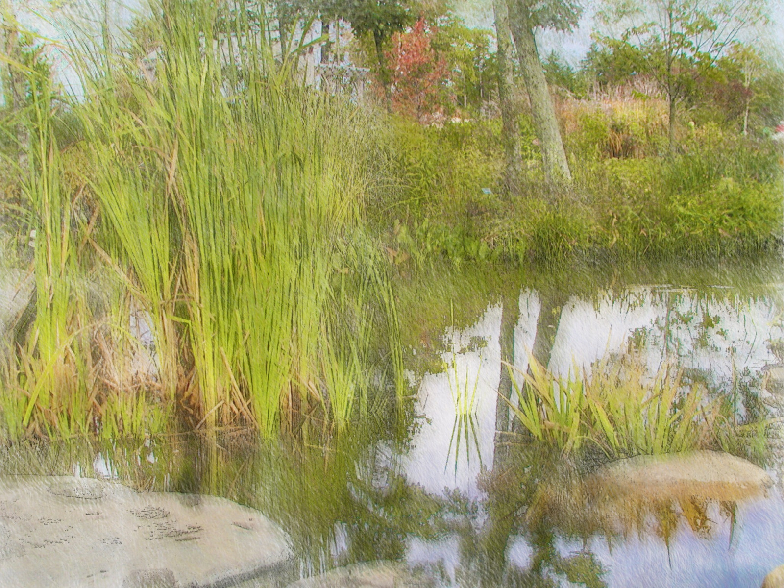 malování, zahrada, voda, odraz, tráva, Volně žijících živočichů, rybník, turistika, banka, bažina, přírodní rezervace, Maine, mokřadní, světlo, strom, cestovat, rostlina, waterscape, impresionismus, vodní tok, zahrada, vegetace, zátoka, photomanipulation, malířské, bayou, bažina, ekosystém, tráva rodina, Phragmites, akvarel barvy, bažina, lužní les, lužní, slanisek, bažina, digitalphotoart, vodní zdroje, ipadpainting, ipadsketching, painterlyapp, plant community, riparian zone