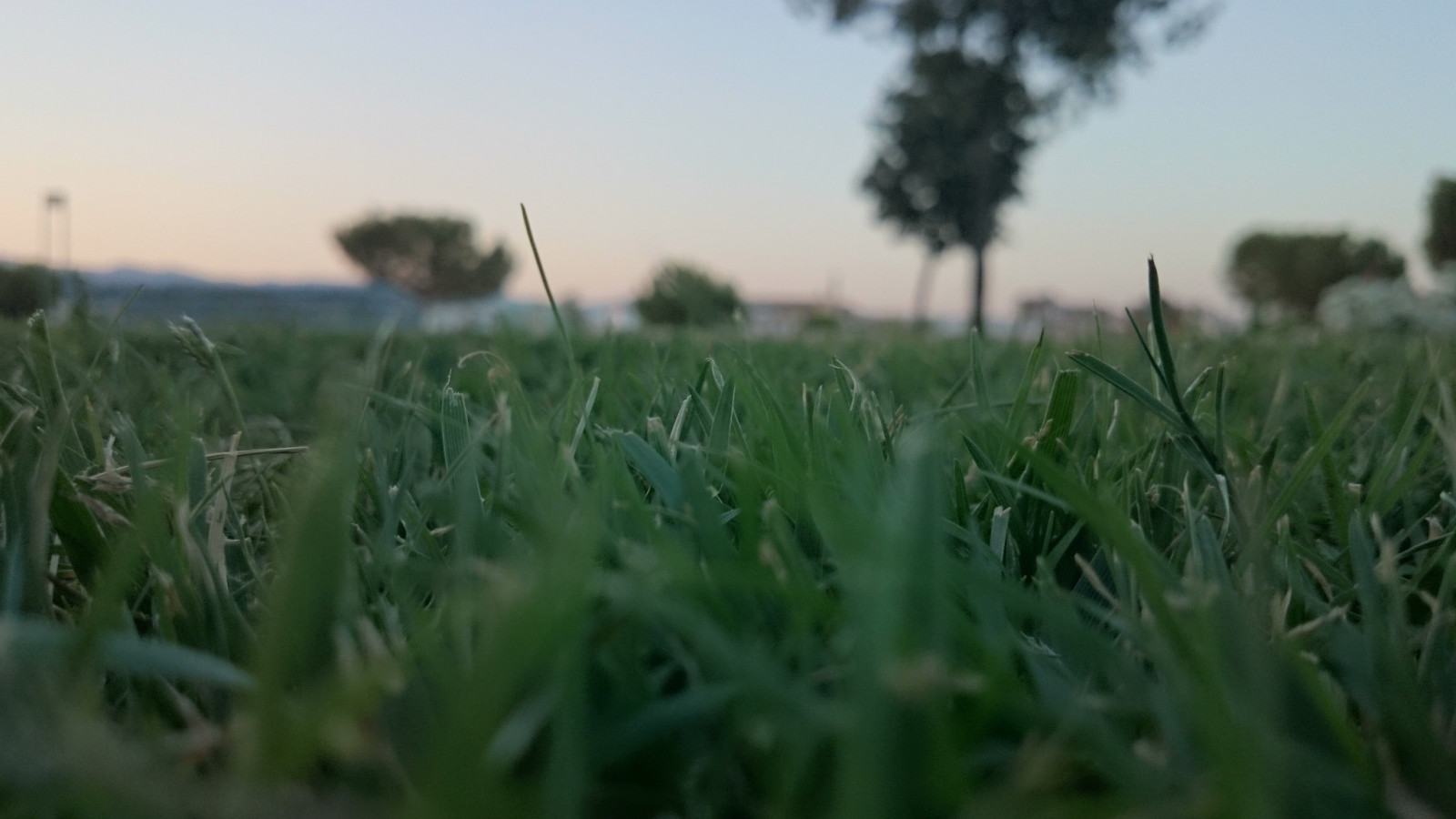 slunečnímu záření, jídlo, Příroda, tráva, rostliny, pole, zelená, ráno, hospodařit, Letecký pohled červ, pšenice, květ, lučina, rostlina, pastvina, zemědělství, louka, trávník, prérie, oříznutí, půda, venkov, kvetoucí rostlina, tráva rodina, arecales, neloupané pole