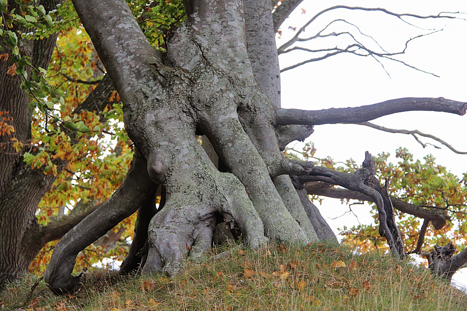 větev, dub, strom, podzim, list, květ, rostlina, sterlen, attackfoto, hav ng, attackfoto2, zálesí, háj, botanika, suchozemská rostlina, kvetoucí rostlina, dřevina, kufr, závod stonek, opadavý