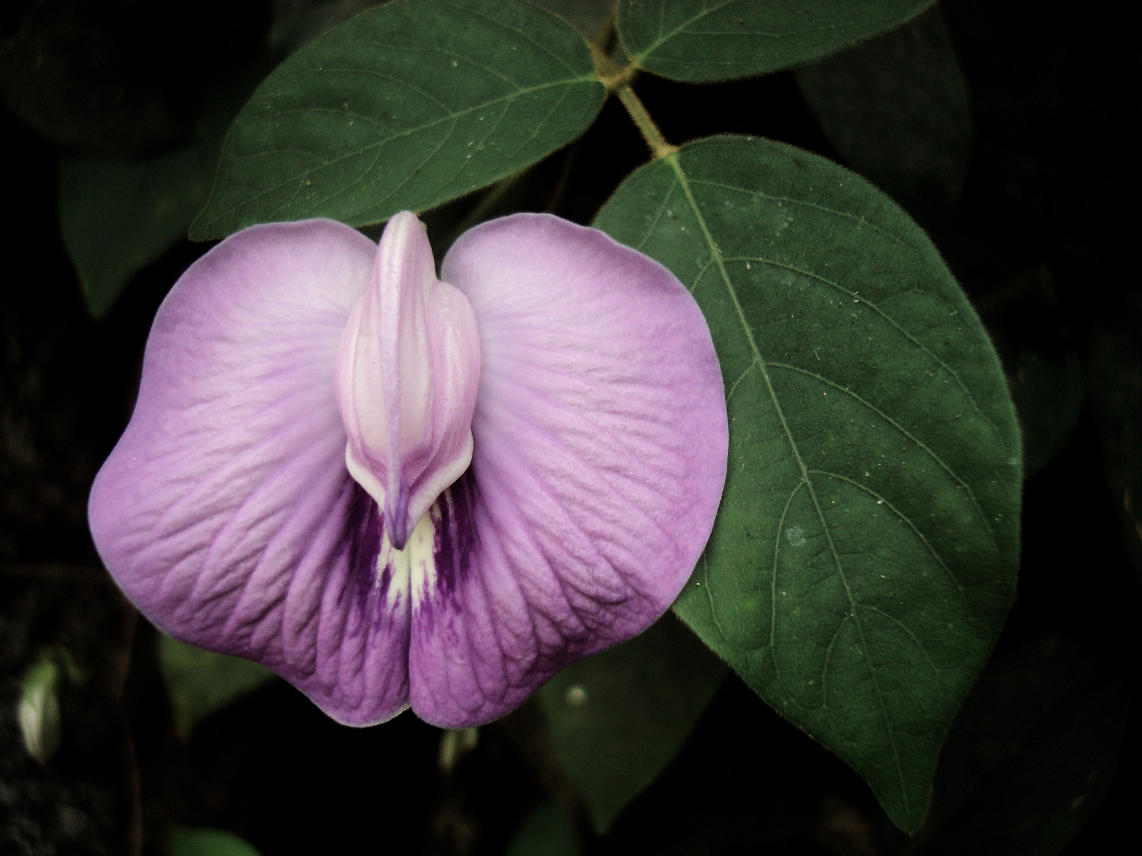 Wallpaper flowers, flower, nature, floral, Earth