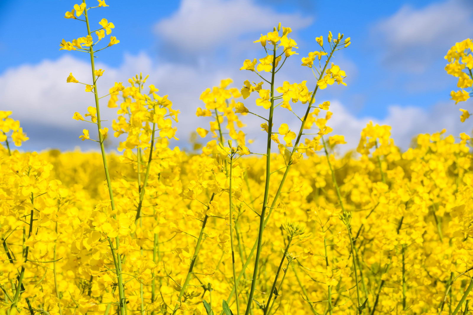 slunečnímu záření, jídlo, Příroda, nebe, pole, žlutý, Švédsko, Sverige, řepkového, květ, lučina, rostlina, venkovní, sk nel n, se, nebe, sk ne, venkov, landsbygd, znásilnění, silnice, brassicanapus, spannm l, nárazy, earlysummer, latesrping, řepka, zemědělství, louka, prérie, oříznutí, vyrobit, suchozemská rostlina, kvetoucí rostlina, tráva rodina, zeleninový, brassica, hořčice, hořčice závod, brassica rapa, hořčice a zelí rodina