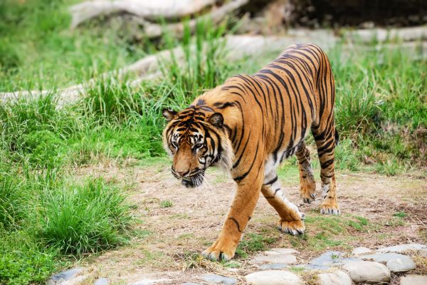 animals, big, cats, tigers, wallpapers, 2800x1870 px