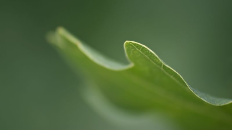 slunečnímu záření, Příroda, fotografování, větev, voda, tráva slunečnímu záření, Příroda, fotografování, větev, voda, tráva
