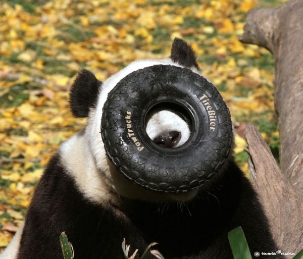 animals,grass,panda,snout,animal,smithsonian