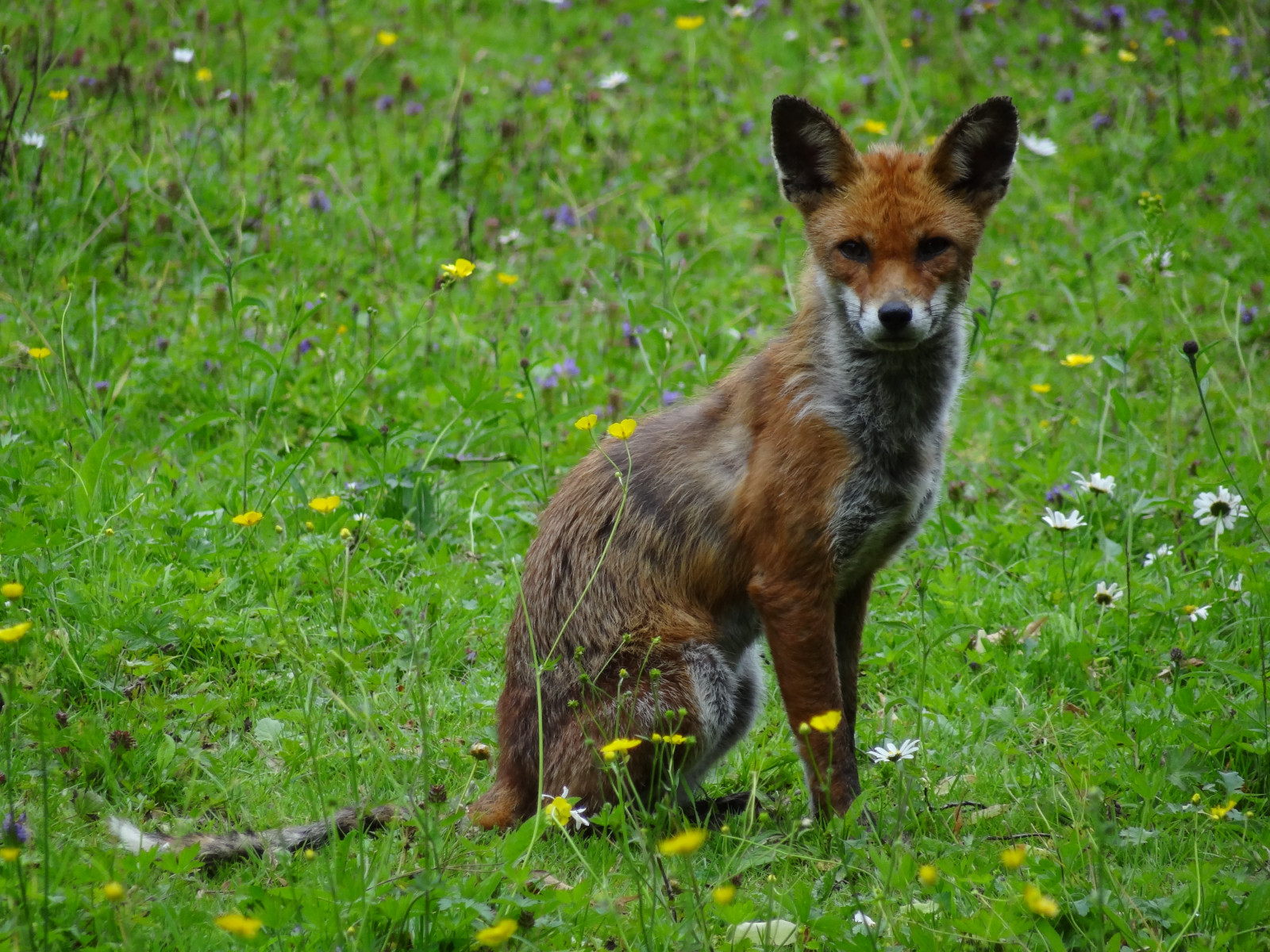 Fond d cran faune Renard rouge mammif re herbe 