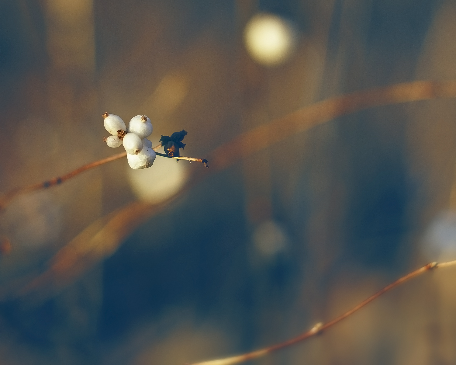 slunečnímu záření, Červené, odraz, fotografování, větev, modrý, ráno, bokeh, Švédsko, jeřabin, jaro, světlo, barva, list, květ, rostlina, počítač tapeta, Atmosféra Země, zblízka, makro fotografie