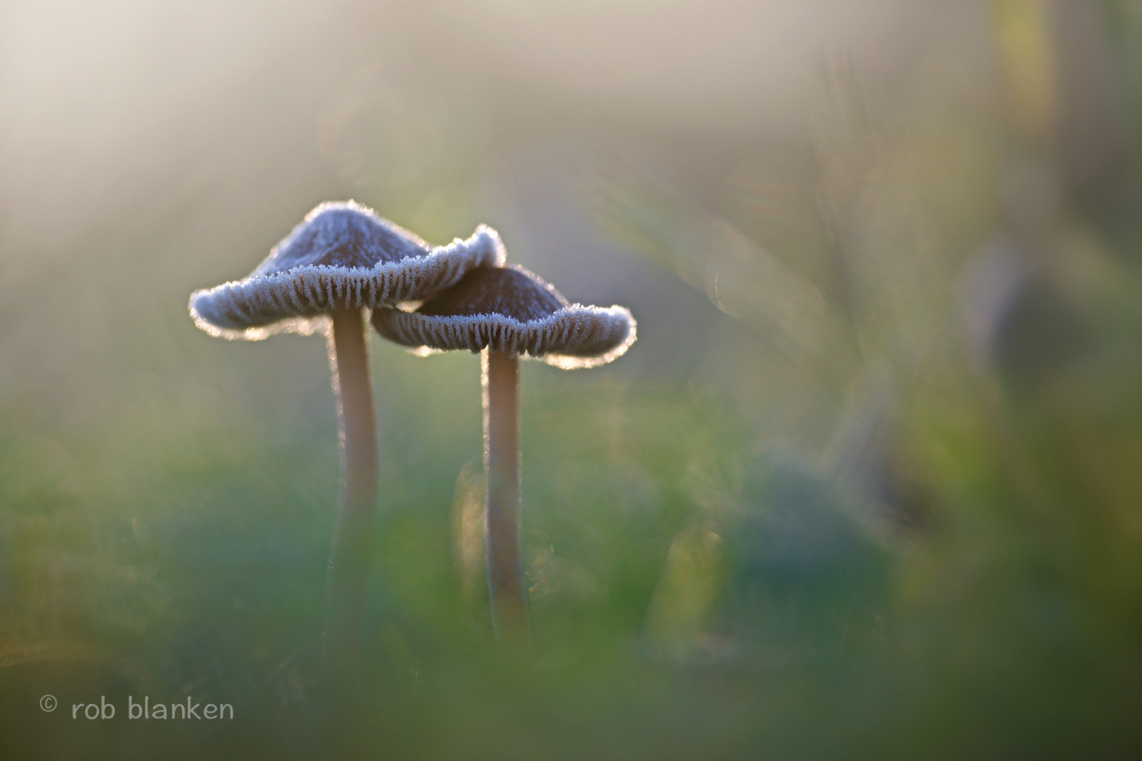 trawa, niebo, Makro, Grzyb, mróz, dzikiej przyrody, Słońce, lekki, Nikond800, ścieśniać, Fotografia makro, Sigma180mm128apomacrodghsm