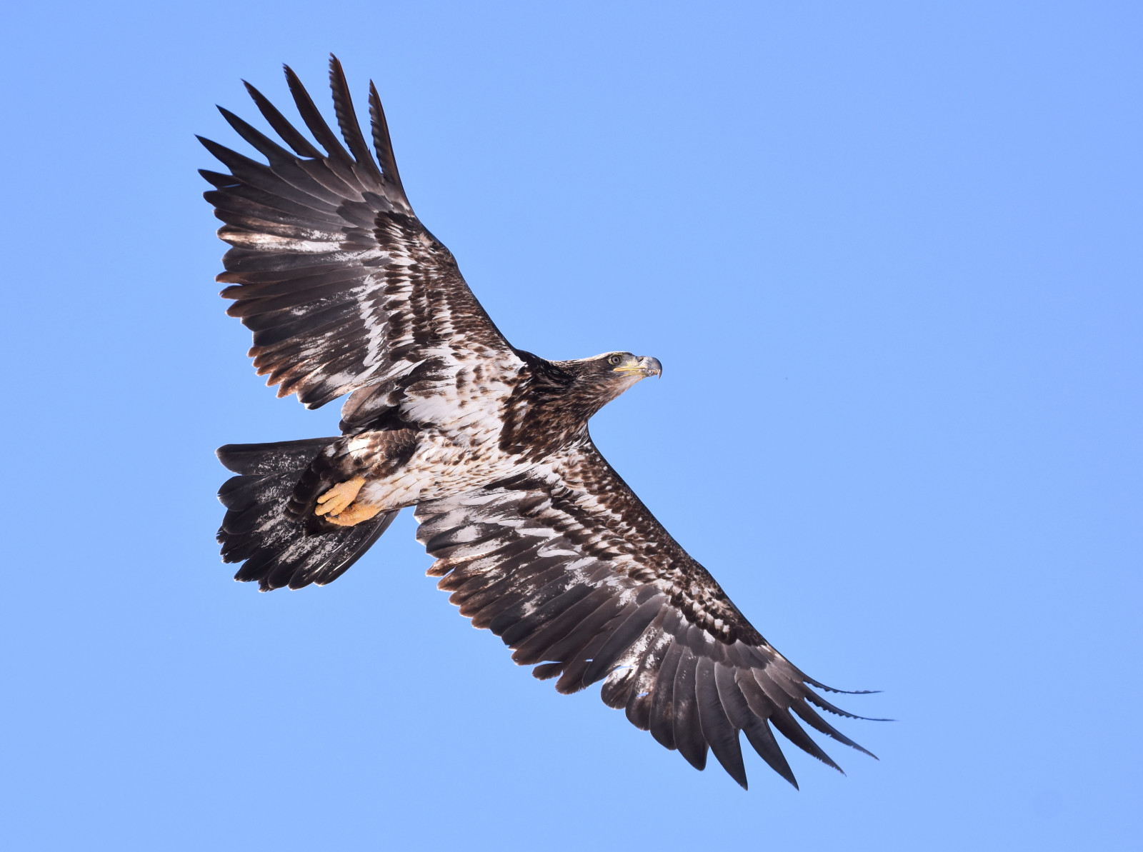 ptactvo, křídla, zima, letící, dravý pták, orel, Orel bělohlavý, papírový drak, zobák, Sokol, lovecký pes, washington, pták, jestřáb, Orel bělohlavý, snakeriver, káně, křídlo, fauna, obratlovců, sup, Accipitriformes, ornitologie, nezralý, hoodpark, wallawallacounty, 2ndyear, druhý rok