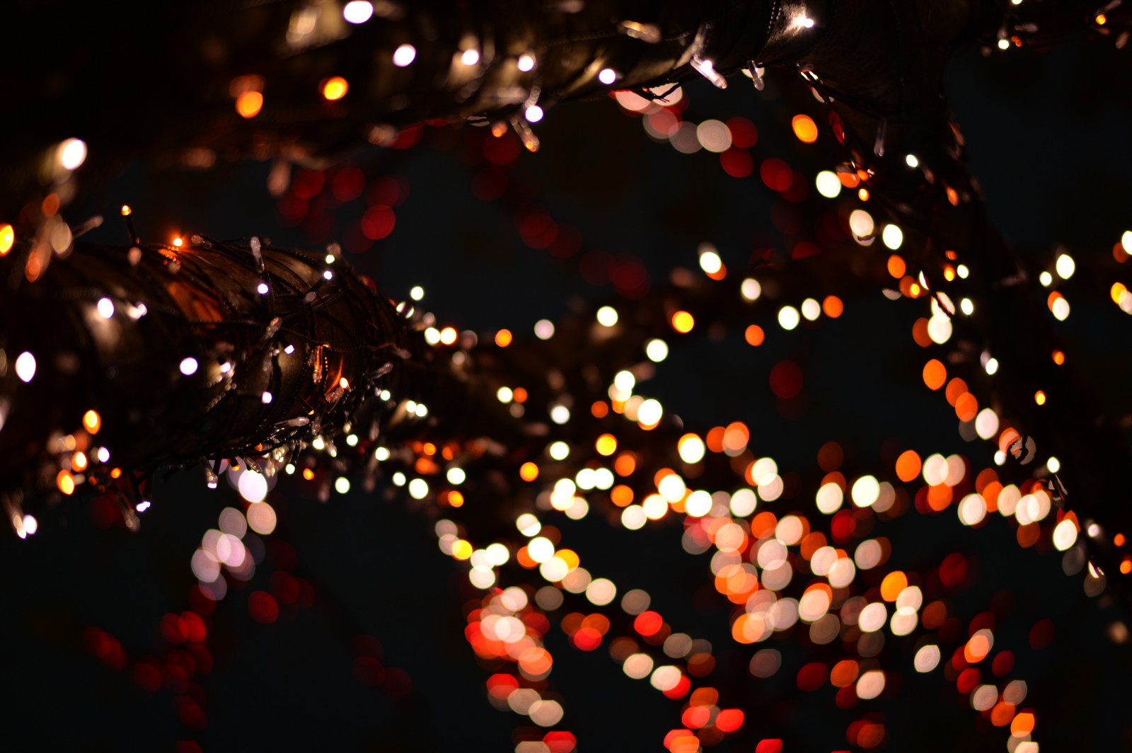 Japonsko, noc, Červené, prskavka, Nikon, Vánoce, Vánoční osvětlení, Tokio, jp, světlo, barva, NIKKOR, květ, osvětlené, osvětlení, osvětlení, tma, df, Roppongi, keyakizaka, afs58mmf14g, afsnikkor58mmf14g, osvětlit, vánoční dekorace