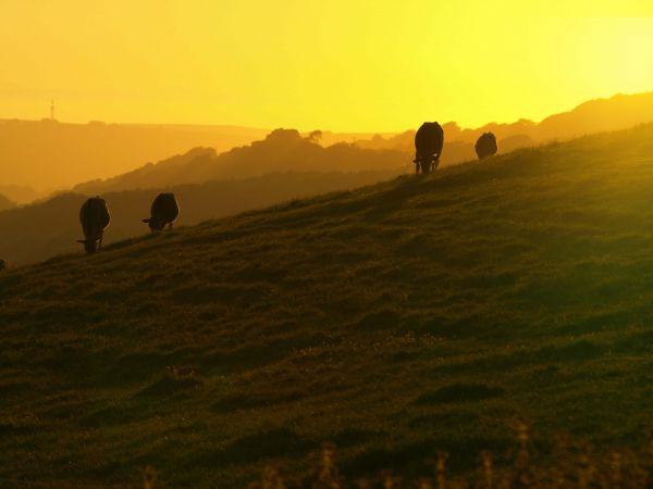 sunlight, landscape, hill, grass, sunset, sand