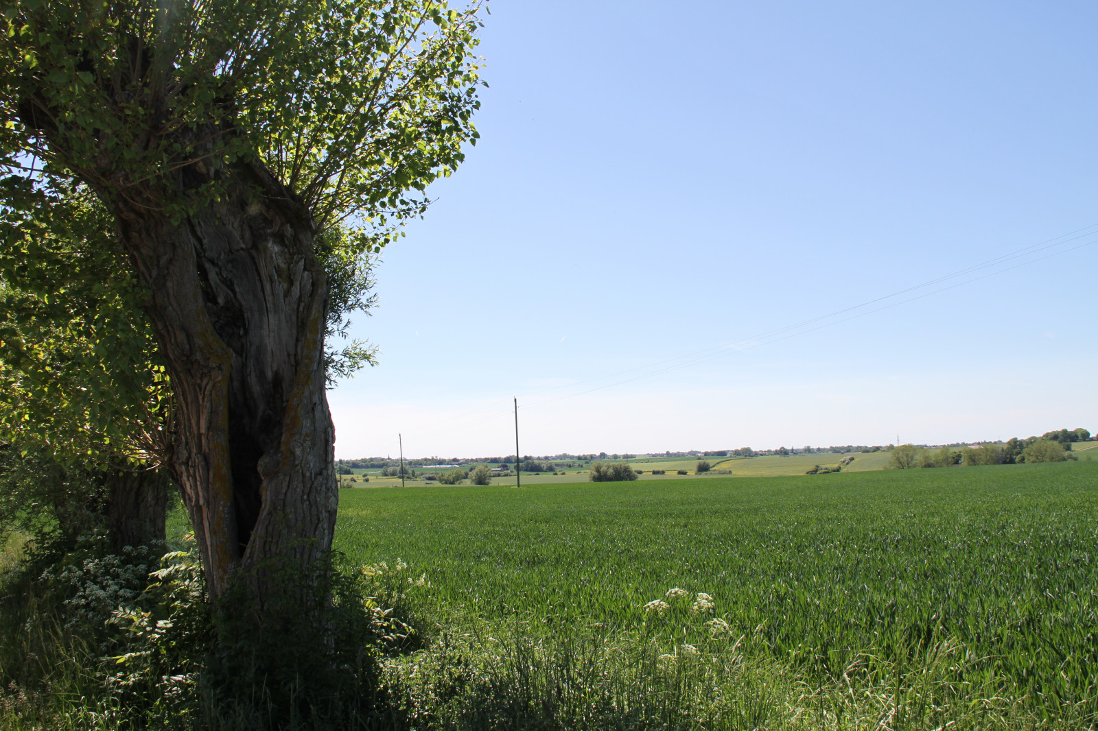 แนวนอน, เนินเขา, ธรรมชาติ, หญ้า, ฟิลด์, สีเขียว, ฟาร์ม, ต้นไม้, ดอกไม้, ทุ่งหญ้า, ปลูก, ทุ่งเลี้ยงสัตว์, โดย, pil, สาม, เกษตรกรรม, ทุ่งหญ้า, การเพาะปลูก, สนามหญ้า, ทุ่งหญ้า, เขตชนบท, ถิ่นที่อยู่, สภาพแวดล้อมทางธรรมชาติ, ไม้ยืนต้น, ระบบนิเวศ, ไม้พุ่ม, ครอบครัวหญ้า