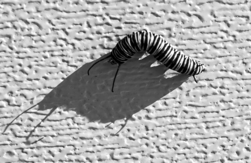 Černý a bílý, monochromatické fotografování, bezobratlý, černobílý, font