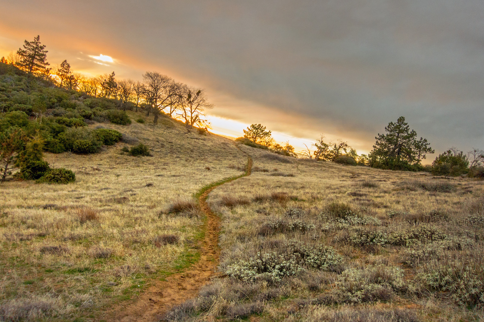 luce del sole, paesaggio, collina, natura, erba, cielo, all'aperto, inverno, campo, sera, mattina, Sole, Canone, Parco Nazionale, natura selvaggia, sentiero, escursioni a piedi, steppa, gennaio, nube, albero, nuvoloso, montagna, alba, prateria, flora, vegetazione, prato, tiro di potenza, pianura, California del Sud, prateria, area rurale, ecosistema, famiglia di erba, fenomeno meteorologico, savana, shrubland, ecoregione, s100, inlandempire, sanbernardinonationalforest, Contea di Riverside, hps, cahuillamountain, hundredpeakssection, plant community
