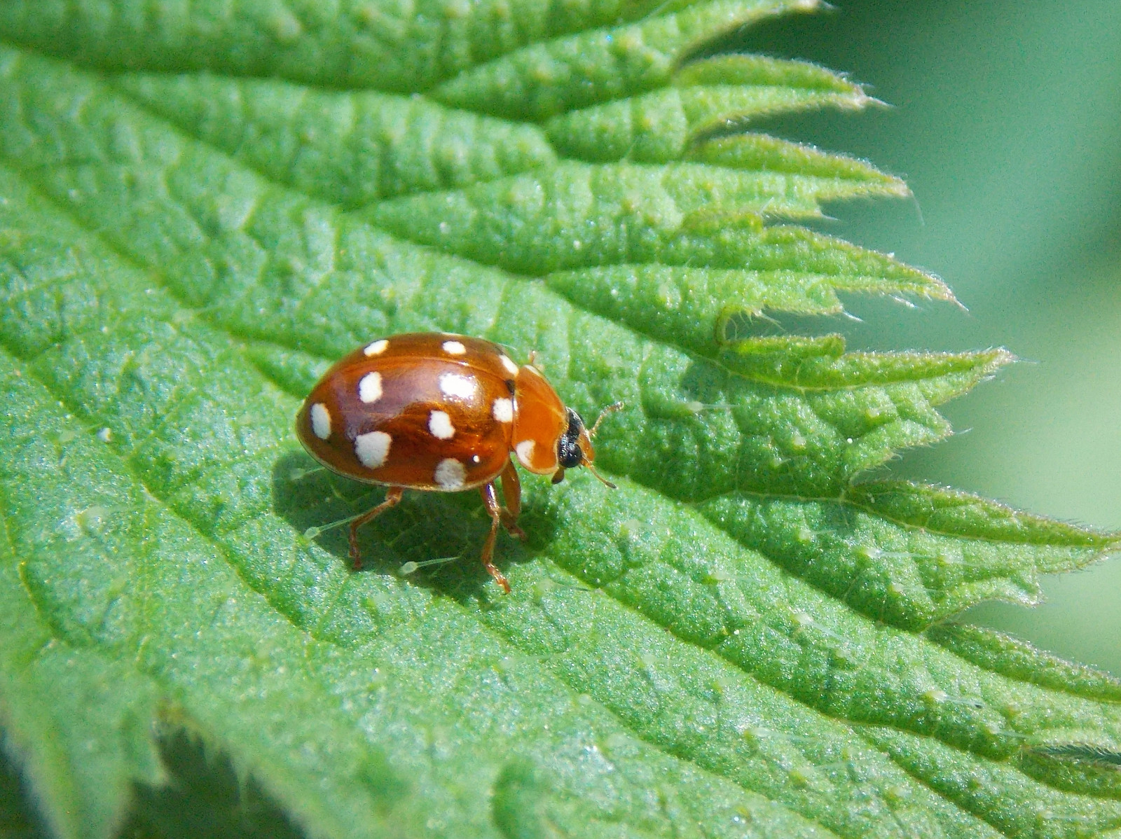 svět, divoký, západ, Příroda, krása, štěnice, hmyz, Skotsko, jaro, přírodní, Volně žijících živočichů, jižní, 14, Brouk, smět, Krém, skotský, bod, hmyz, strašidelný, spoty, slunéčko sedmitečné, slunéčko sedmitečné, čurat, Beasties, jaro, lezoucí, Galloway, čtrnáct, coleoptera, crawlies, glentrool
